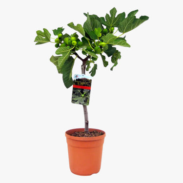Ficus Carica - Fig Tree